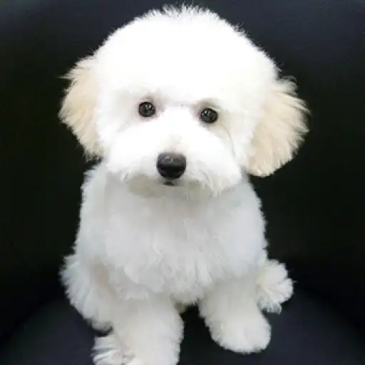 トイ・プードル