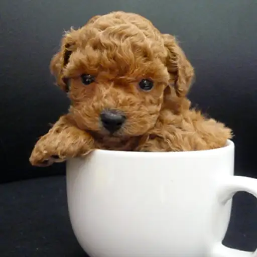 トイ・プードル