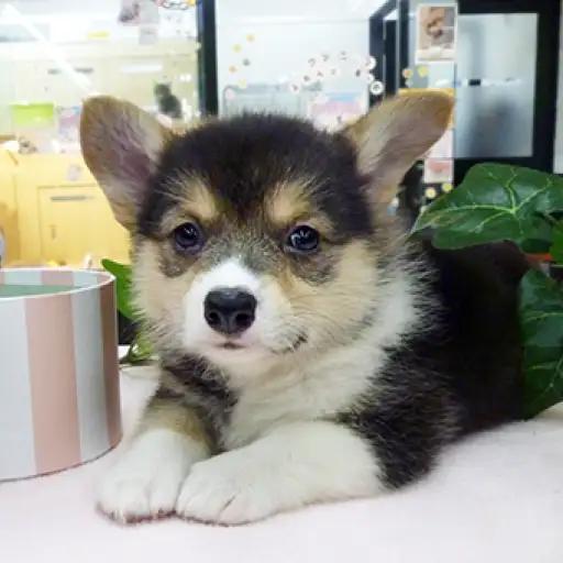 ウェルシュコーギーペンブローク