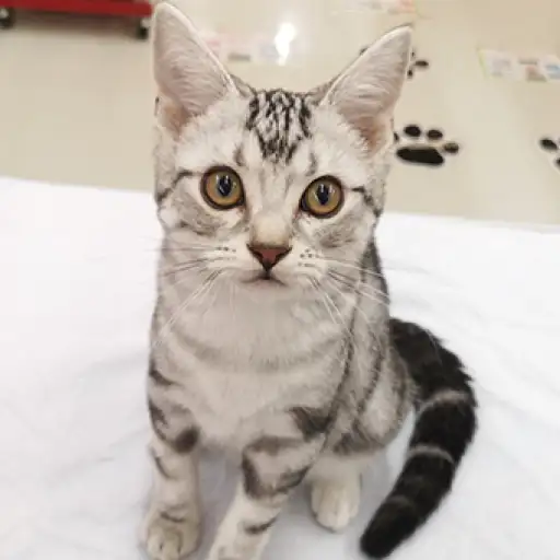 アメリカンショートヘア