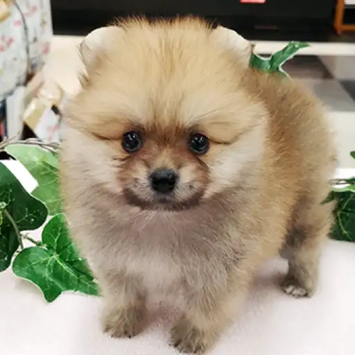 ポメラニアン