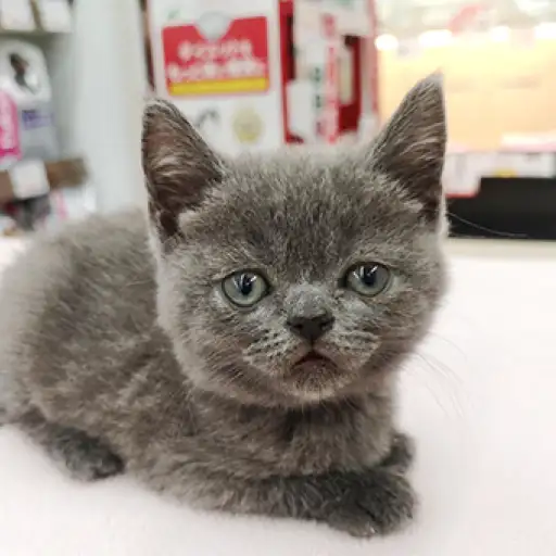 ブリティッシュショートヘア