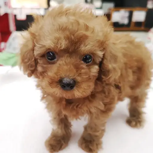 トイ・プードル