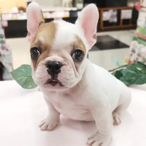 フレンチブルドッグ