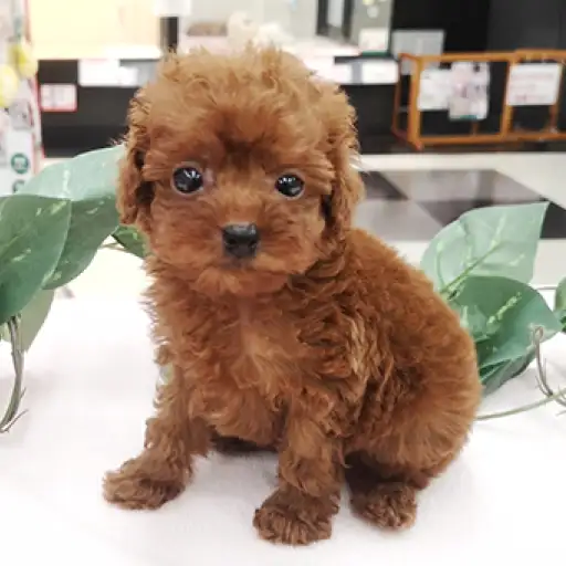 トイ・プードル