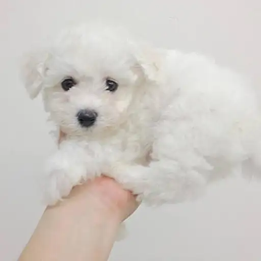 ビションフリーゼ