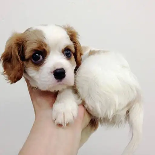 キャバリア・キングチャールズ・スパニエル