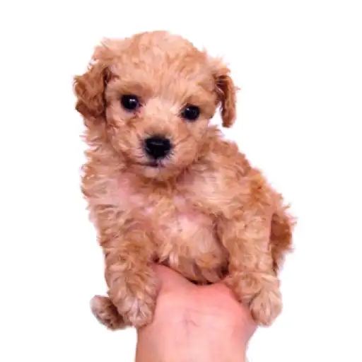 トイ・プードル