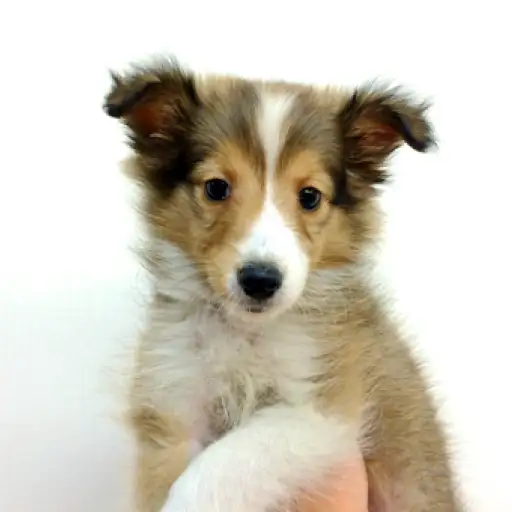 シェットランドシープドッグ