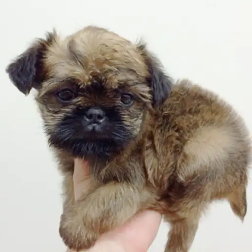 ブリュッセルグリフォン