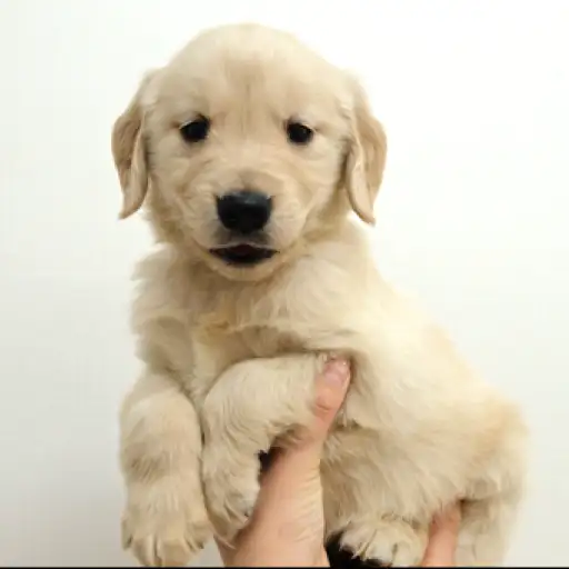 ゴールデンレトリバー