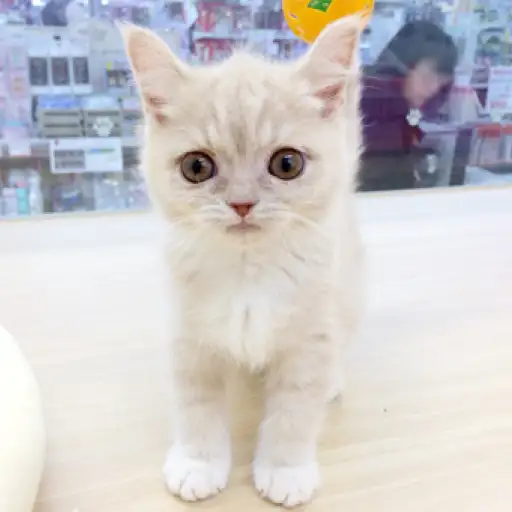 ブリティッシュショートヘア