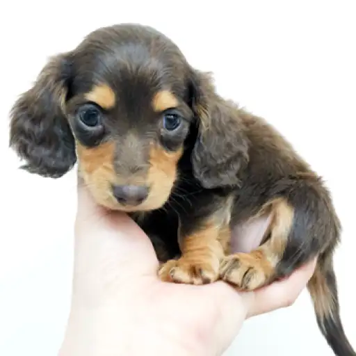 ミニチュア・ダックスフント