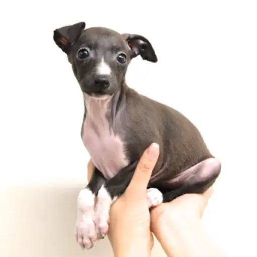 イタリアングレーハウンド