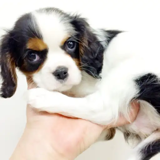 キャバリア・キングチャールズ・スパニエル