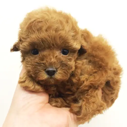 トイ・プードル