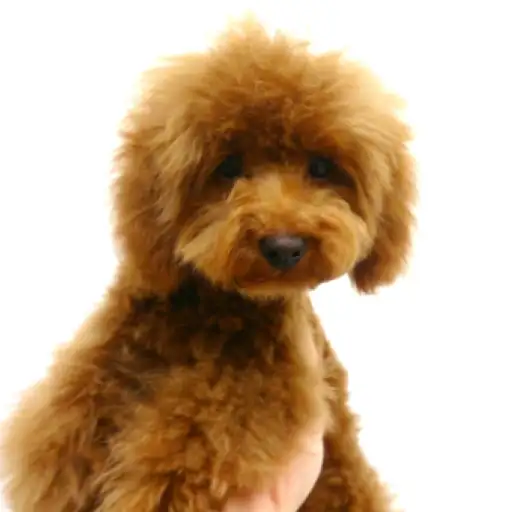 トイ・プードル