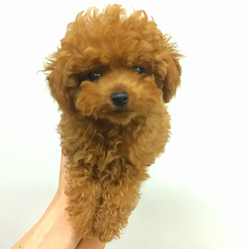 トイ・プードル