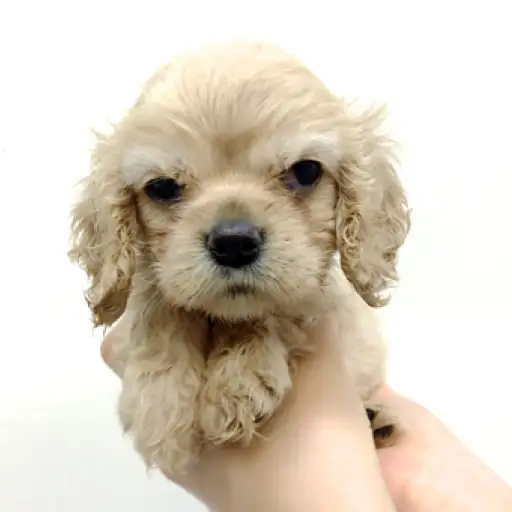 アメリカンコッカースパニエル