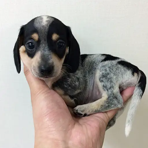 ミニチュア・ダックスフント