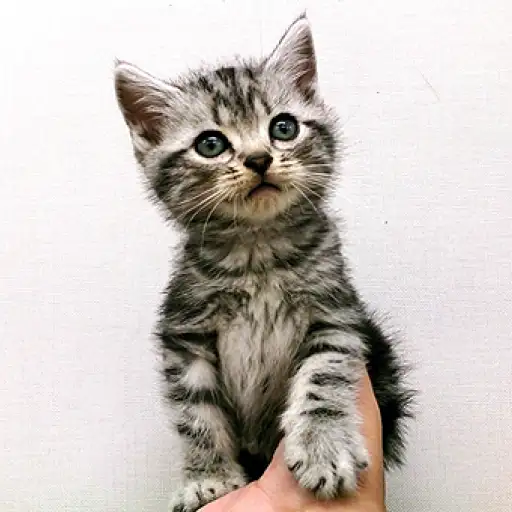 アメリカンショートヘア