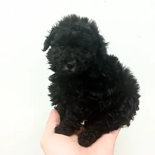 トイ・プードル