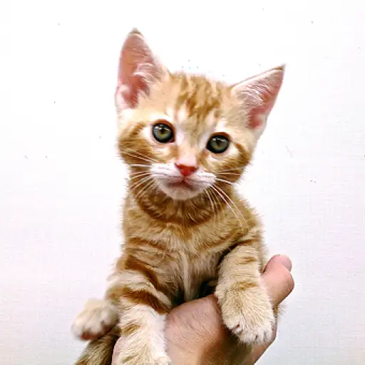 アメリカンショートヘア