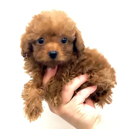 トイ・プードル