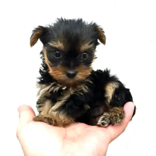 ヨークシャーテリア