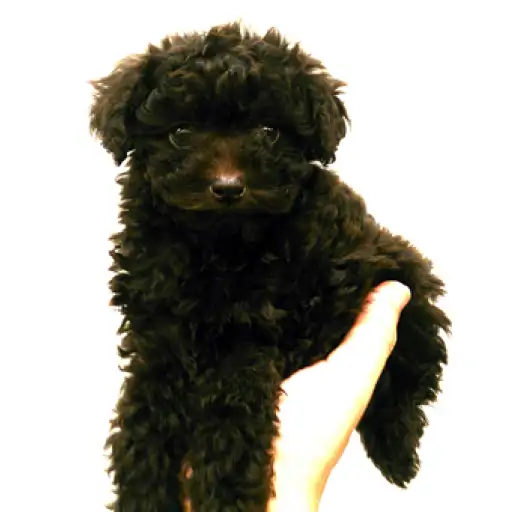 トイ・プードル