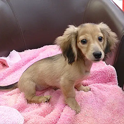 カニンヘン・ダックスフント