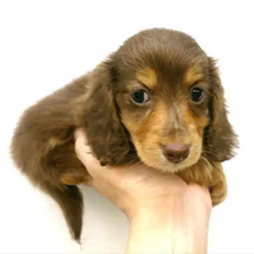 ミニチュア・ダックスフント