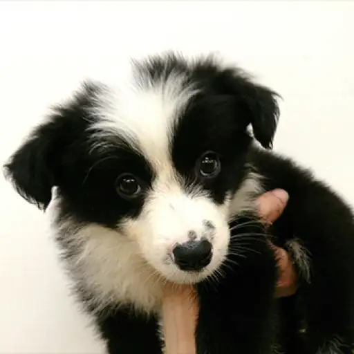 ボーダーコリー