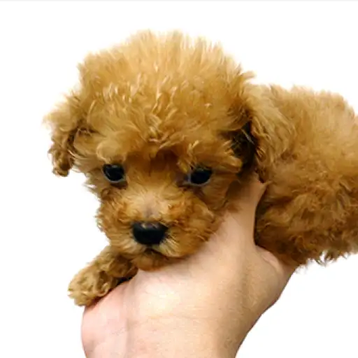 トイ・プードル