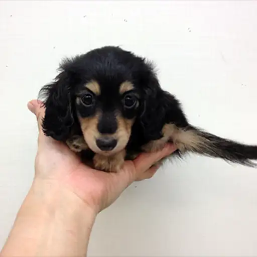 カニンヘン・ダックスフント