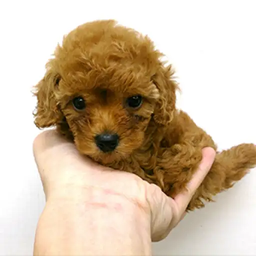 トイ・プードル