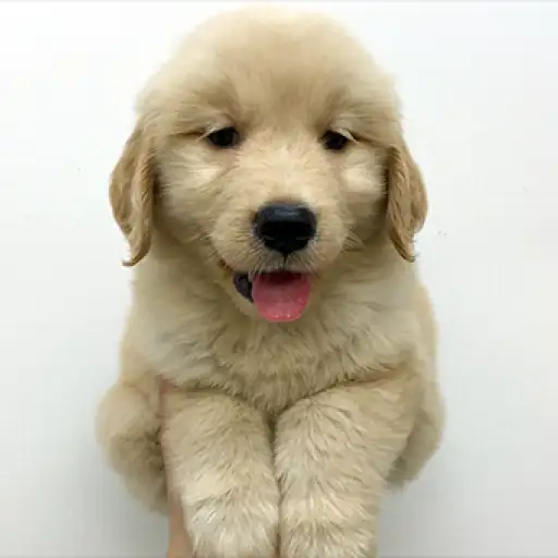 ゴールデンレトリバー