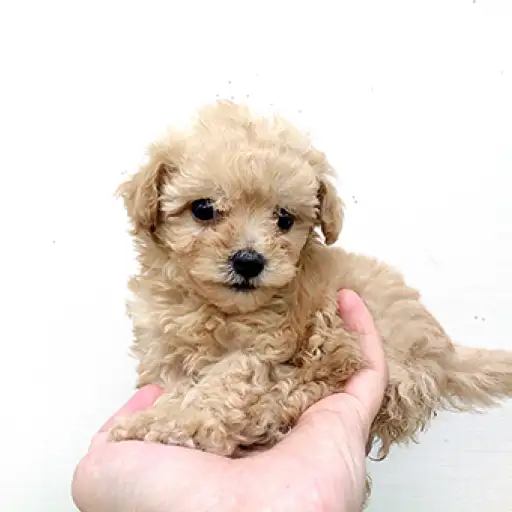 トイ・プードル