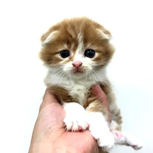 スコティッシュフォールド