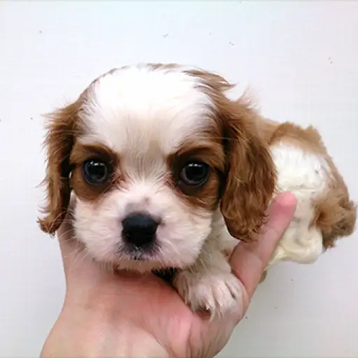 キャバリア・キングチャールズ・スパニエル