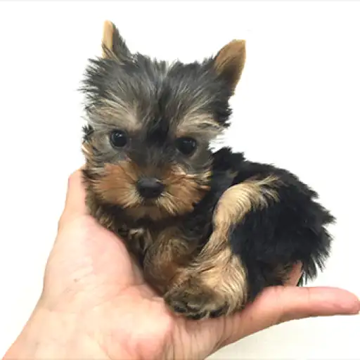 ヨークシャーテリア