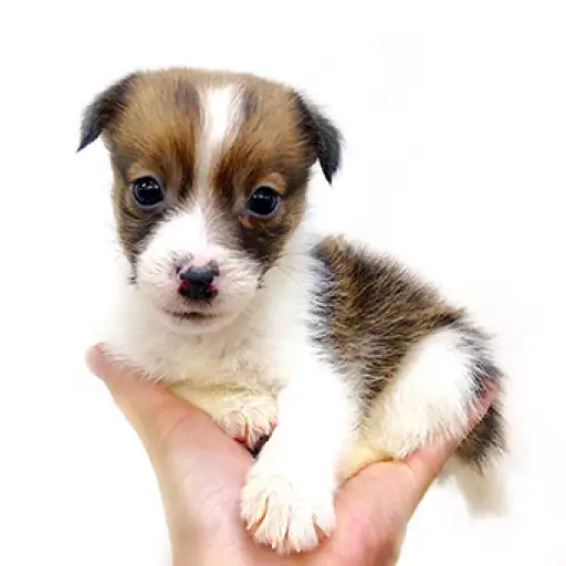 ジャックラッセルテリア