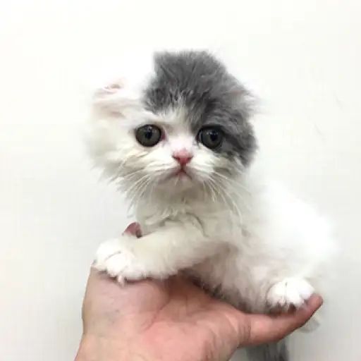 スコティッシュフォールド