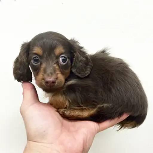 カニンヘン・ダックスフント