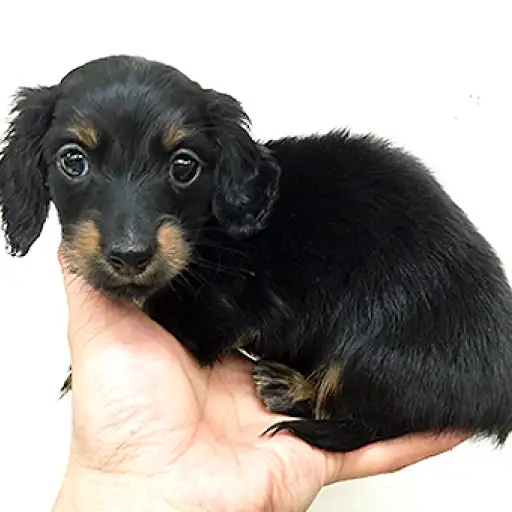 ミニチュア・ダックスフント