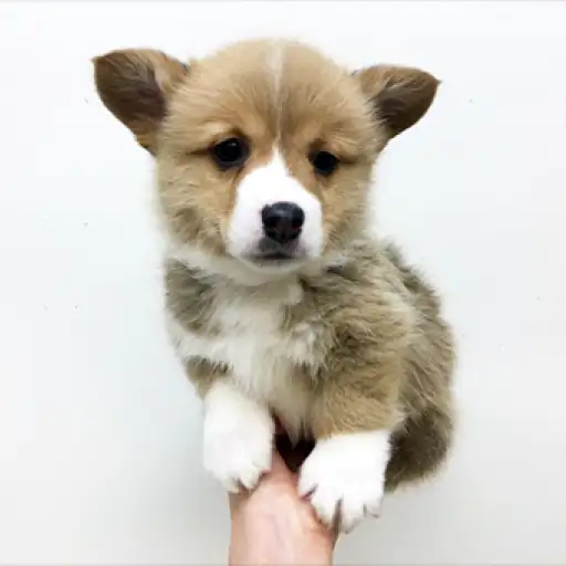 ウェルシュコーギーペンブローク