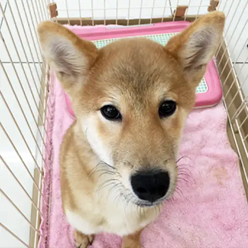 柴犬