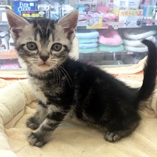 アメリカンショートヘア