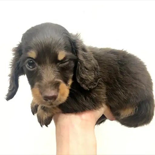 ミニチュア・ダックスフント