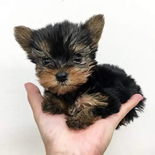 ヨークシャーテリア